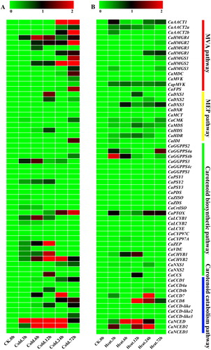 Figure 5. Expression heatmaps of the pepper carotenoid metabolic genes under temperature stress based on the RNA-Sequence data [Citation52]. Cold stress at 10 °C (A) and heat stress at 40 °C (B). Note: In the figure, the colour scale represents the relative expression levels based on the log2-scaledfold changes in the RPKM of the injections at each time point compared with the CK; Red indicates high level fold changes and green represents low level fold changes.