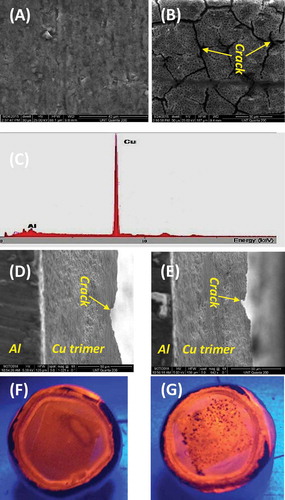 Figure 3 Top view of SEM images of uncoated aluminum alloy 3003 (a) vs that coated by the Cu trimer (b); EDX for the same coated substrate (c) used in B; side view of SEM images of two other aluminum alloy 3003s coated by the Cu trimer (d and e), showing both the substrate and coating simultaneously; and optical images of the luminescent Cu trimer film on the coated substrate before (f) and after (g) the corrosion test.