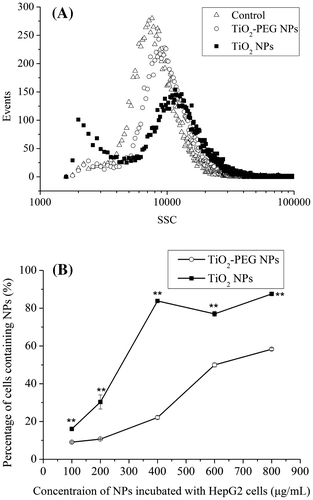 Figure 4. Cellular uptake of TiO2 NPs and TiO2-PEG NPs. (A) Uptake rate of NPs by HepG2 cells. Cells were incubated without (open triangles) or with (closed squares) TiO2 and (open circles) TiO2-PEG NPs at a concentration of 100 μg ml–1 for 24 h. (B) Percentage of HepG2 cells containing NPs. Cells were incubated with TiO2 (closed squares) and TiO2-PEG NPs (open circles) at 0, 100, 200, 400, and 800 μg ml–1 for 24 h. All values are presented as mean ± SD (n ≥ 3). Data were analyzed using Student’s t-test; *p ≤ 0.05, **p ≤ 0.01.