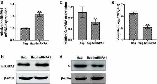 Figure 2. Effect of overexpression of hnRNPA1 on SHVV replication. (A and B) CCO cells were transfected with pFlag-hnRNPA1 or p3×flag-CMV-14 (control). The mRNA and protein levels of hnRNPA1 were measured using qRT-PCR and Western blotting, and β-actin was used as the internal control. (C-E) CCO cells were transfected with pFlag-hnRNPA1 or p3×flag-CMV-14, followed by SHVV infection. The viral G mRNA and protein levels in cells were measured using qRT-PCR and Western blotting, and β-actin was used as the internal control, while the viral titre in supernatants was measured using TCID50. All the data are performed in triplicate (mean ± sd). The * and ** indicate statistically significant differences (*p < 0.05; **p < 0.01).