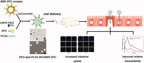 Figure 1. Schematic illustration of the preparation of PEG–lipid–PLGA NPs/BBR–SPC for oral drug delivery.