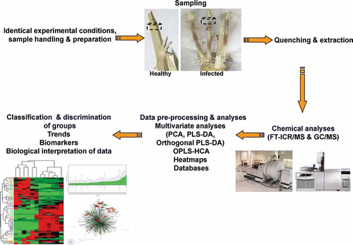 Fig. 1. Representative steps for the study of plant–pathogen interactions applying metabolomics. FT-ICR/MS, Fourier transform-ion cyclotron resonance-mass spectrometry; GC, gas chromatography, HCA, hierarchical cluster analysis; LC, liquid chromatography; MS, mass spectrometry; Orthogonal PLS-DA, orthogonal partial least squares-discriminant analysis; PCA, principal components analysis.