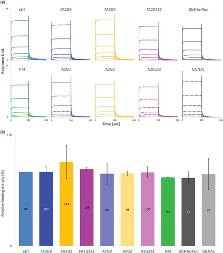 Figure 8. No effect of glycosylation for binding affinity of FcRn in SPR analysis. (a) Sensorgrams of each glycoform. FcRn was directly immobilized on CM5 chip and glycoforms as analytes were injected by multi-cycle mode at six concentrations. Sensorgrams were fitted with steady-state equilibrium model. (b) Relative binding activities of FcRn. Error bars represent variation range of n = 2.