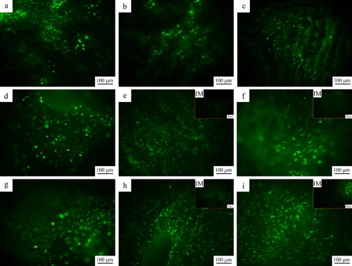 Figure 10. Fluorescence photographs of rMSCs on the d-CPC composite (a), (d) and (g), b-CPC composite scaffold (b), (e) and (h) and p-CPC composite scaffold (e), (f) and (i) after 1 (a)–(c), 3 (d)–(f), and 7 (g)–(i) days of culture. (IM) denotes the fluorescence photographs of rMSCs in the internal macropores.