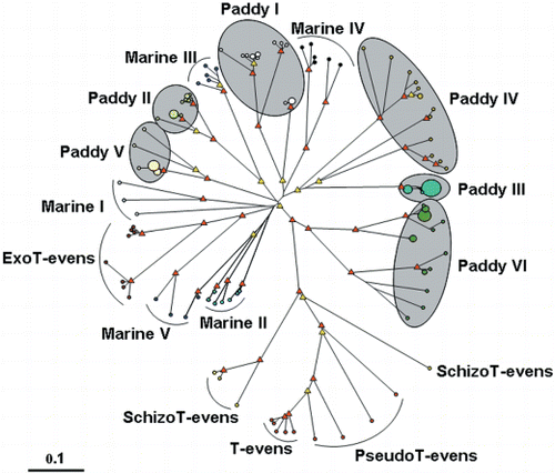 Figure 4  Unrooted diagram showing the relationships between the g23-segment amino acid sequences among phages and clones of T-evens, PseudoT-evens, SchizoT-evens, ExoT-evens and five Marine Groups and six Paddy Groups. The red and yellow triangles indicate internal nodes with at least 90% and 50% bootstrap support, respectively. The sizes of the circles at the ends of branches are proportional to the number of clones/phages and the smallest and largest circles represent, respectively, one and nine clones/phages. The scale bar represents the number of amino acid substitutions per residue.