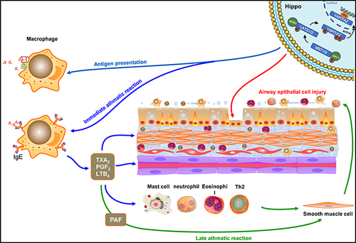 Figure 7 Diagram of the possible mechanisms between Hippo signaling pathway and macrophages of lung.