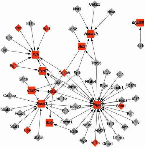 Figure 8. TF-hub genes interaction network. Diamonds represent TFs, squares represent hub genes, red indicated up-regulation of gene expression, and gray indicated no significant difference in the expression