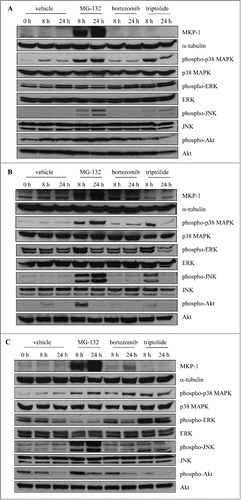 Figure 7. Bortezomib induces MKP-1 in a p38 MAPK-dependent manner in MCF-7 and MDA-MB-231 breast cancer cells, but not control cells (MCF-10A). (A) MCF-10A, (B) MCF-7 and (C) MDA-MB-231 were treated with vehicle, 10 μM MG-132, 10 nM bortezomib, or 1 μM triptolide for the indicated time points. Western blotting was performed using specific antibodies against MKP-1 (with α-tubulin used as the loading control), phosphorylated (Thr180/Tyr182) and total p38 MAPK, phosphorylated (Thr202/Tyr204) and total ERK, phosphorylated (Thr183/Tyr185) and total JNK, phosphorylated (Ser473) and total Akt and results shown are representative.