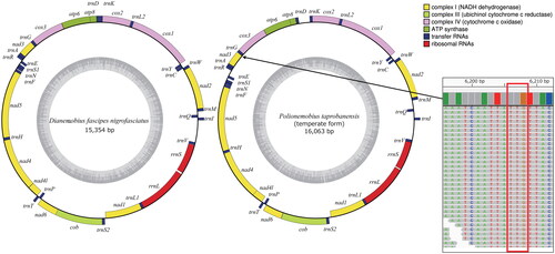 Figure 2. Maps of the mitochondrial genomes of Dianemobius fascipes nigrofasciatus and Polionemobius taprobanensis (temperate form). the outer and inner rings represent heavy and light chains, respectively. Different colors indicate different gene families. The darker and lighter gray area in the inner circle represent the GC and AT contents, respectively. Reads mapped at the TTG start codon (red frame, 6206–6208 nt) in nad3 of the P. taprobanensis mitochondrial genome were also shown in right.