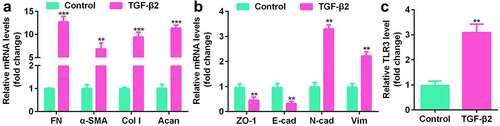 Figure 2. TLR3 is upregulated in the lens epithelial cell (LEC) line, SRA01/04. (a, b) Gene expression levels in LECs treated with or without the transforming growth factor (TGF)-β2 (5 ng/mL) for 48 h by qPCR analysis. (c) Comparison of TLR3 gene expression levels in LECs treated with or without TGF-β2 (5 ng/mL) for 48 h by qPCR analysis. **P< 0.01, ***P< 0.001 vs. Control group.