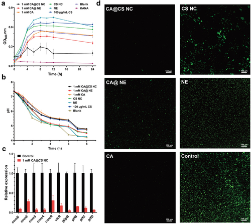 Figure 2. (a) Effects of composition of different drugs on the growth curve of S. mutans. (b) Effect of different drugs on acid production. (c) 1 mM CA@CS NC regulate the expression of genes related to S. mutans. (d) Inhibitory effect of different drugs components on biofilms of S. mutans.