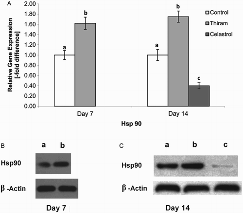 Figure 3. Effect of inhibition of Hsp90 activity with celastrol was analysed by reverse transcription qPCR on days 7 and 14 (A).Results are expressed in arbitrary units, data represent the mean ± SE (n = 4 each group). Results are shown relative to mRNA expression levels from the control group. Control group is set to one to compare the n-fold difference, letters abc indicate significant differences (P < 0.05). Western blot analysis on day 7 (B) and day 14 (C) of normal, TD-affected and celastrol treated growth plate. Western blot analysis shows the band conforming to the Hsp90 and membranes were also probed with β-actin antibody (loading control) to confirm that equal amounts of proteins were loaded; band a, control; band b, TD-affected; band c, celastrol administration.