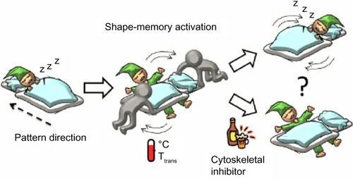 Figure 1 A schematic representation of cell response to the surrounding environmental changes.Note: The figure illustrates how an aligned and elongated cell changes its morphology when the direction of surface patterns suddenly changes.Abbreviation: Ttrans, transition temperature.