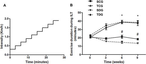 Figure 1 Exercise training improves exercise tolerance in an incremental load test. (A) A schematic representation of the incremental load test. (B) The exercise training improves exercise capacity in healthy rats with 3, 6, and 9 weeks of training. Data are expressed as mean±SE (n=10). *P=0.01 relative to control. Exercise training improves the exercise capacity in diabetic rats with 6 and 9 weeks of training. #P=0.001 relative to the diabetic rats. (adapted from Lima et alCitation9).