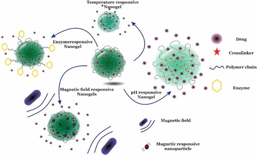 Figure 6. Schematic representation of stimuli-responsive nanogels in response to enzyme, temperature, magnetic field and pH for drug delivery applications. Reprinted from Ref. [Citation104] with permission from Elsevier.