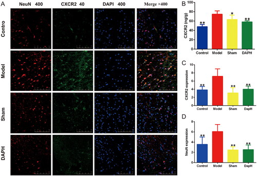 Figure 6. Effects of daphnetin on CXCR2 in the spinal cord of CCI rats. (A) Expression of NeuN and CXCR2 in the dorsal horn of the spinal cord in double immunofluorescence staining (n = 3). (B) The expression of CXCR2 in the spinal cord was detected using ELISA kit (n = 6). (C) Fluorescence intensity analysis of CXCR2 (n = 3). (D) Fluorescence intensity analysis of NeuN (n = 3). *p < .05, **p < .01 vs. Model group.