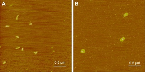 Figure 3 AFM height images of pAPOL-1 polyplexes (N/P=12/1). (A) Polyplexes incubated for 15 minutes. Z range is 5 nm. (B) Polyplexes incubated for 45 minutes. Z range is 10 nm.Abbreviations: AFM, atomic force microscopy; N/P ratio, basic amino acid residue-to-DNA phosphate molar ratio.
