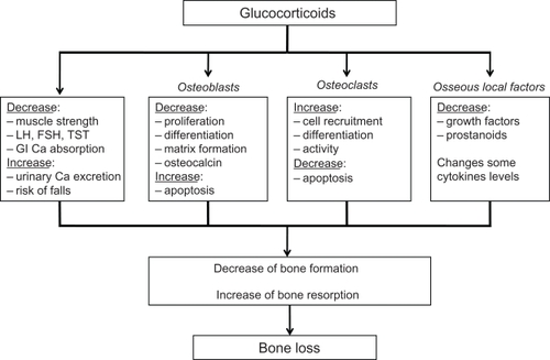 Figure 1 Effects of glucocorticoids on bone. Derived from.Citation20,Citation85
