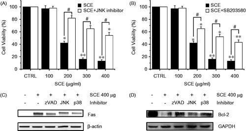 Figure 4. The effect of SCE on the MAPK-signaling pathway in AGS cells. MTT assays were used to determine cell viabilities in the presence of (A) JNK II inhibitor or (B) SB203580 (a p38 MAPK inhibitor). Cells were treated with the indicated concentrations of SCE with JNK II inhibitor or SB203580 (both at 10 µM) for 72 h. (C) RT-PCR was performed using AGS cells treated with zVAD, JNK, or p38 inhibitor. Fas were decreased by zVAD, JNK, or p38 inhibitor. (D) Western blot analysis was performed using AGS cells treated with zVAD, JNK, or p38 inhibitor. Bcl-2 expression was markedly increased by zVAD, JNK, or p38 inhibitor. Values are means ± SEMs. *p < 0.01, **p < 0.01, #p < 0.01 compared with the CRTL. #p < 0.05 compared with each. CTRL: untreated AGS cells.