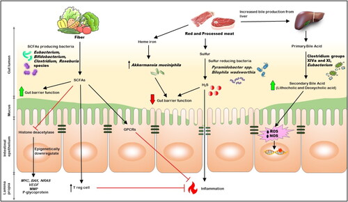 Figure 1. The relation between Dietary factors, gut microbiota, and CRC.
