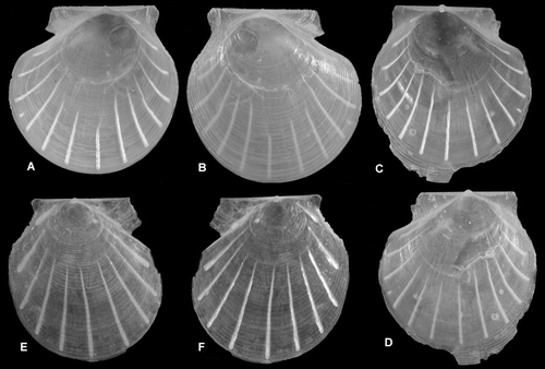 Figure 3.  Internally ribbed propeamussiids (all broken at margin). (A–D) Parvamussium propinquum, external and internal view, Ø 9.0 mm, BIOICE#2706, off southwestern Iceland, depth 1406 m (SMNH 55512). (E,F) Propeamussium lucidum, external and internal view, Ø 6.1 mm, BIOICE#2701, off western Iceland, depth 1121 m (SMNH 55517).