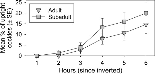 Figure 3. Cockle righting success after being inverted into the sediment (no sediment added). Mean percentage (±SE) of adult versus sub-adult cockles found upright every hour for six hours following simulated disturbance.