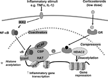 Figure 2 Inflammatory gene suppression by corticosteroids. Inflammatory genes are activated by inflammatory stimuli, such as interleukin-1β (IL-1β) or tumour necrosis factor-α (TNF-α), resulting in activation of IKK2 (inhibitor of I-κ B kinase-2), which activates the transcription factor nuclear factor κ B (NF-κ B). NF-κ B translocates to the nucleus, binds to specific κ B recognition sites and recruits coactivators, such as CREB-binding protein (CBP) or p300/CBP-activating factor (PCAF), which have intrinsic histone acetyltransferase (HAT) activity. This results in acetylation of lysines in core histones resulting in increased expression of genes encoding inflammatory proteins, such as granulocyte-macrophage colony-stimulating factor (GM-CSF). Glucocorticoid receptors (GR) after activation by corticosteroids translocate to the nucleus and bind to NF-κ B-associated coactivators to inhibit their HAT activity either directly or by recruiting histone deacetylases (HDAC)2, which functionally reverses histone acetylation leading in suppression of inflammatory genes.