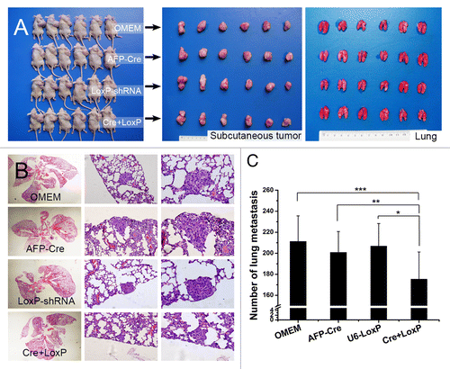 Figure 8. In vivo evaluation of HCC-tissue-specific autophagy-based target therapy for HCC metastasis. (A) A nude mouse model of pulmonary metastasis via subcutaneous injection was established. The target therapy system was intratumorally administrated. Cre+LoxP: AFP-Cre/LoxP-shRNA system; OMEM: Opti-MEM (control); AFP-Cre: AFP-Cre alone (control), LoxP-shRNA: LoxP-shRNA alone (control). From left to right: mice bearing subcutaneous HCCLM3 tumors, subcutaneous tumors of the mice, lungs of the mice; (B and C) The number of lung metastases in the Cre+LoxP group was significantly less than those in the other 3 groups (*P = 0.015, **P = 0.022, ***P = 0.007). (From left to right) representative panoramic image of lung section, lung metastasis (100×), and lung metastasis (200×).