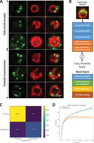 Figure 1. Deep learning-based classification of vacuole phenotypes from multicolor fluorescence images. Wild-type, ncr1∆ and npc2∆ cells were labeled with the ergosterol analog DHE (not shown) under anaerobic conditions in the presence of the vacuole marker FM 4–64 overnight, washed and labeled with BODIPY493/503 to stain LDs for 13 min, washed and imaged. (A) example montages of fully fused vacuoles (upper three rows) and partially fused vacuoles (lower three rows), defining the two phenotypes, which were annotated and used to train the DYFNet CNN model. Images of each channel (BODIPY493/503 in green; left column and FM 4–64 in red; middle column) were deconvolved before merging for visualization purposes only, but not for model training. The right column shows a color overlay of both channels. (B) architecture of DYFNet using 64 × 64images as input. Three convolutional blocks (each containing 3 × 3convolution, ReLU, local response normalization and max pooling) are followed by 2 fully-connected layers with 64 neurons and ReLU activations. A sigmoid activated neuron is used for the final binary decision of “fully fused” versus “partially fused” phenotypes. (C) confusion matrix of model output. The following metrics are derived from the confusion matrix: Accuracy = 86.02%, sensitivity = 71.24%, specificity = 92.08%, PPV = 78.67%, NPV = 88.65%, MCC = 65.29%. (D) accuracy for training (blue) and validation data (orange) as function of epochs upon 8-fold cross validation. See main text for further details.