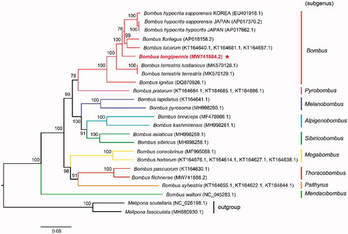 Figure 1. Maximum-likelihood tree showing phylogenetic relationships of Bombus longipennis and other 20 Apidae species based on TIM + F+I + G4 model, using concatenated nucleotide sequences of 13 protein-coding genes. Numbers above or below nodes indicated the ultrafast bootstrap support values estimated with 1000 replicates. The subgeneric names and outgroup related to phylogenetic analysis were depicted at right side. The nine subgenera included Alpigenobombus, Bombus, Mendacibombus, Megabombus, Melanobombus, Psithyrus, Pyrobombus, Sibiricobombus, and Thoracobombus. The newly sequenced mitogenome was highlighted by the star.