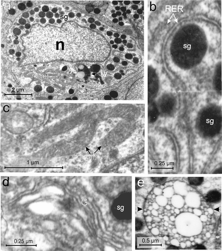 Figure 5. Electron micrographs of the A-cell of the endocrine pancreas of the splenic lobe of Lissemys turtles showing (a) an intact A-cell with elongated and indented euchromatic nucleus (n), RER region, mitochondrial region (mt), lysosomes (ly) and moderate abundance of homogeneously distributed electron-dense secretory granules (sg) barring the mitochondrial region. (b) Showing long filamentous RER, encircling the secretory granules (sg). (c) Long filamentous and branched mitochondria (mt) with inconspicuous cristae are seen in the cytoplasm. (d) Golgi apparatus (G) with concentric vesicles surrounding a secretory granule (sg) is seen. (e) Showing a multivescicular body (arrows) with numerous empty vesicles of various sizes. Scale bars: a, 2 μm. b, d, 0.25 μm. c, 1 μm. e, 0.5 μm.