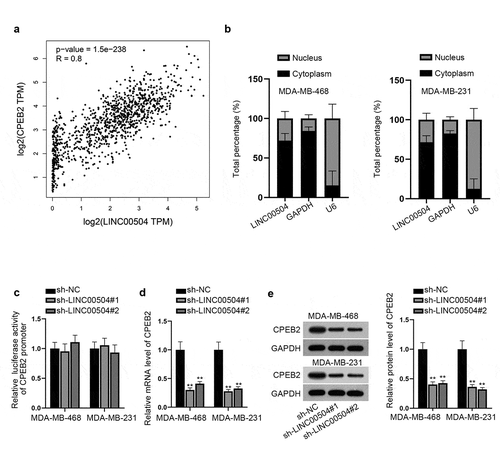 Figure 4. LINC00504 regulates CPEB2 expression. (a) GEPIA database showed the positive correlation between LINC00504 and CPEB2. (b) Subcellular fractionation assay was used to confirm the location of LINC00504 in BC cells. (c) Luciferase reporter assay was performed to detect the relationship between LINC00504 and CPEB2 promoter. D-E. RT-qPCR and western blot assay were utilized to analyze the expression level and protein level of CPEB2 after LINC00504 depletion. **P < .01.