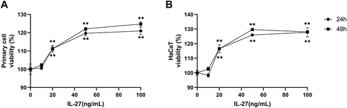 Figure 2 IL-27 concentration-dependently upregulated the viability in the primary cell and HaCaT. (A) CCK-8 assay detected viability in primary cells at 24 h and 48 h after IL-27 intervention. (B) CCK-8 assay detected viability in HaCaT at 24 h and 48 h after IL-27 intervention. Data represent mean ± standard deviation. n=3 for each group. Compared with the 0 ng/mL IL-27 group, **P<0.001.