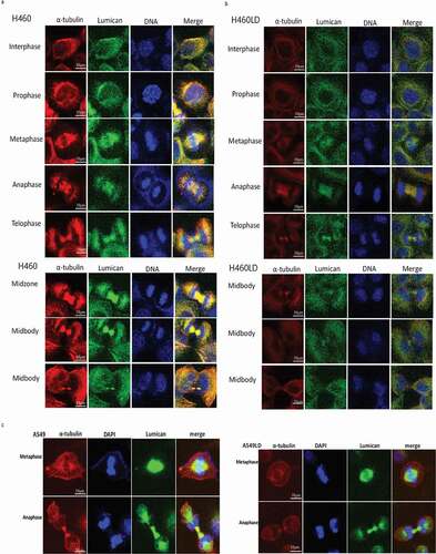 Figure 3. Lumican is required for mitosis and cytokinesis.