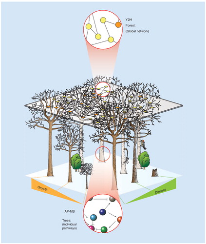 Figure 1. The forest (Y2H) and the trees (AP-MS).High-throughput Y2H measurements provide data akin to an aerial view of a forest. A dense canopy obscures information on individual trees. Ground-level data from AP-MS provides a detailed view of a few trees, but is less amenable to systems-level measurements.AP-MS: Affinity purification followed by mass spectrometry; Y2H: Yeast-two-hybrid.