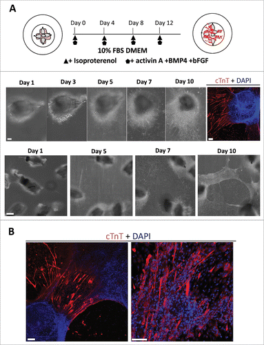 Figure 3. The combination of isoproterenol, activin A, BMP4, and bFGF induced HAP stem cells in vibrissa hair follicles to form beating cardiac-muscle tissue sheets. (A) Schematic diagram of upper parts of five hair follicles forming cardiac-muscle tissue sheets (upper panel). Bright-field image of upper part of hair follicle differentiatimg to cardiac muscle cells and immunostaining (middle panel). Red = cTnT, Blue = DAPI, Bars = 100 µm. Cardiac-muscle tissue sheet formation process (lower panel). Bar = 500 µm. (B) Immunostaining of beating cardiac-muscle tissue sheets. cTnT-positive cardiac muscle cells were extensively distributed within the sheets. Red = cTnT, Blue = DAPI. Bars = 100 µm.