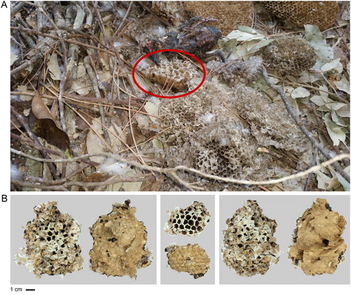 Figure 2. (A) Picture of the European Honey Buzzard nest interior at the moment of the collection (2nd August 2018). Nest remains of Vespidae are visible and the one of the Asian Hornet (with larger cells) is marked with a red circle. (B) The three Asian Hornet nest fragments analysed in the lab (scale bar represents 1 cm).