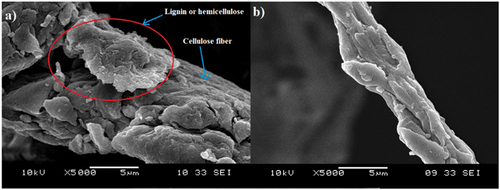 Figure 2. SEM image of (a) raw OPEFB and (b) treated OPEFB cellulose. Reproduced under common creative lisence from (Lai et al. Citation2021).