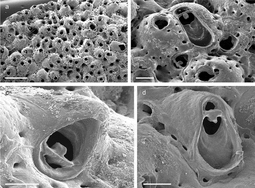 Figure 41. Turbicellepora avicularis. (a) Colony. (b) Zooids and avicularia of variable size and shape. (c, d) Avicularia. Scales: (a) 1 mm; (b) 200 µm; (c) 50 µm; (d) 100 µm.