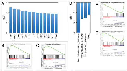 Figure 3. Transcription factor binding motif enrichment among immediate serum response genes. Normalized enrichment scores (NES) calculated by GSEA for highest scoring transcription factor binding sites identified in induced (A) and repressed (B) serum response genes.