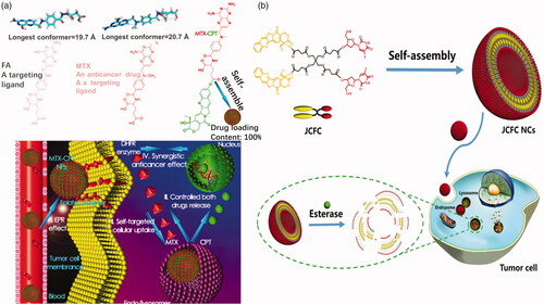 Figure 7. (a) Optimized molecular structures and schematic illustration of MTX-CPT (Li et al., Citation2017). Copyright 2017, American Chemical Society. (b) Janus drug–drug conjugates linked by pentaerythritol (Liang et al., Citation2017). Copyright 2017, Wiley. Reprinted with permission.