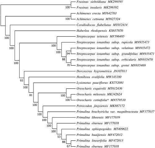 Figure 1. Phylogenetic tree reconstructed by Maximum Likelihood (ML) analysis based on chloroplast genome sequences, including Oreocharis cotinifolia* sequenced in this study. Numbers below branches are assessed by ML bootstrap.