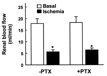 Figure 5. Effect of pentoxifylline (PTX) on renal blood flow in rabbits with ischemic acute renal failure. Data are mean ± SEM of nine animals in each group. *p < 0.05 compared with the respective basal value.