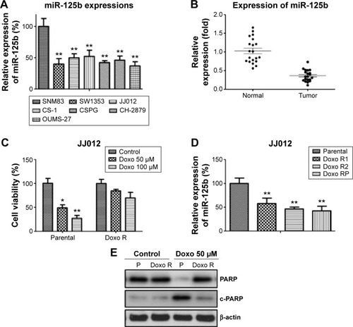 Figure 1 miR-125b is downregulated in chondrosarcoma cells and negatively correlated to doxorubicin sensitivity.