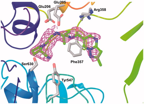 Figure 4. 2Fobs − Fcalc electron density map (σ = 1.1, magenta) around anagliptin (green) after refinement.