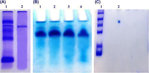 Figure 1. (A) Native-PAGE of total protein (lane 1) and purified almond cystatin (lane 2). (B) Native PAGE of purified almond cystatin. Each lane contains protein obtained from different fraction having maximum inhibitory activity against papain. (C) 2D gel electrophoresis of purified inhibitor with protein molecular weight markers.