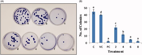 Figure 13. Anti-proliferative effect of AgNPs on HeLa cell line as seen by Clonogenic assay. (A) a: control, b: vehicle control, c: positive control, d–g: 2, 4, 6, 8 µg/mL AgNPs, respectively. (B) Number of colonies versus treatment plot.