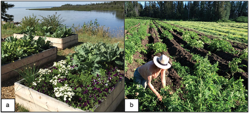 Figure 5. Raised beds by the Indigenous community of Kakisa (left) and commercial potato farm in Paradise Gardens, NWT (right).