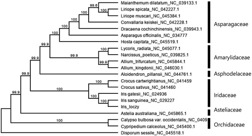 Figure 1. Maximum-likelihood (ML) tree based on chloroplast genome sequences of 20 species of Asparagales, numbers on the nodes indicated the bootstrap support value (>50%).