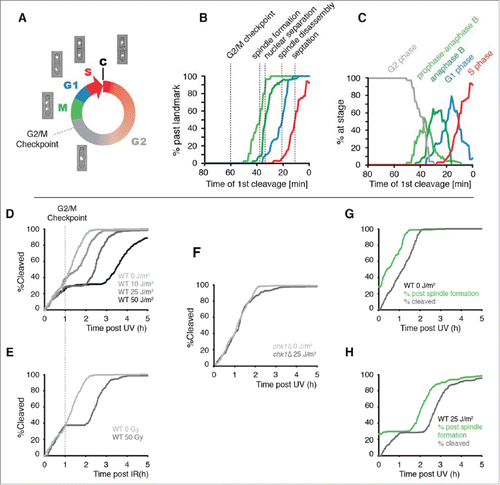 Figure 2. The use of cleavage time to determine cell cycle stage in asynchronous populations. (A) Illustration of the fission yeast cell cycle with sample images from a time-lapse movie of a cell expressing tagged histone H3. C = cleavage/cytokinesis. (B) Determination of the timing of cell cycle landmarks. Confocal microscopy was used to make time-lapse movies of strains expressing GFP fused to α-tubulin (Atb2-GFP) or RPA1 (Rad11-mYFP). Cell cycle landmarks were manually scored as described in Fig. S8. A moving average of the percentage of cells that had passed the indicated landmark was calculated using a 15 min window at increments of 1 min (n = 200 to 300 cells for each experiment). The position of the G2/M checkpoint, determined in panels D and E, is also shown. (C) The percent of cells at the indicated stages were determined from the data in B by calculating the percent of cells that had passed one landmark but had yet to pass the subsequent landmark as described in detail in Fig. S8. (D-F) Cells pass the G2/M checkpoint 1 h before cleavage. Kinetics of the first cleavage event is shown for 300 cells with the indicated genotypes and irradiation conditions (UV or X-rays). (G-H) The checkpoint response to UV occurs prior to mitotic spindle formation. The kinetics of spindle formation and cleavage are shown for 300 cells expressing tagged α-tubulin (Atb2-GFP) imaged after mock irradiation or exposure to 25 J/m2.